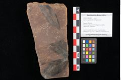 Foto (Objekt + Etikett) von Quercus palaeoilex Ettingshausen (NHMW-GEO-2024-0188-0887)